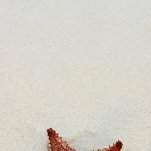 Starfish against a plain white background
