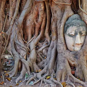 Stone Buddha head entwined in the roots of a fig tree, Wat Mahatat, Ayutthaya Historical Park, UNESCO World Heritage Site, Ayutthaya, Thailand, Southeast Asia, Asia cuvres used to bring out red in top of roots and blue at bottom of roots, increased contrast