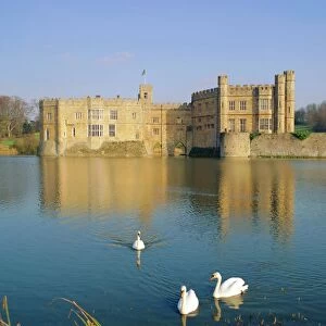Swans in front of Leeds Castle, Kent, England