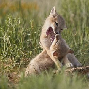 Swift fox (Vulpes velox) kits playing, Pawnee National Grassland, Colorado, United