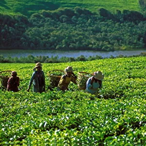 Tea harvest on Sahambavy estate near Fianarantsoa, Madagascar, Africa