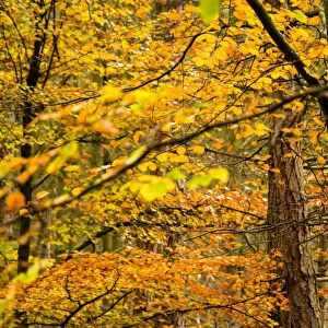 Trees in autumn, Gragg Vale, Calder Valley, Yorkshire, England, United Kingdom, Europe
