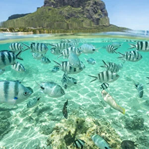 Tropical fish under the waves along the tropical coral reef, Le Morne Brabant