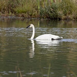 Trumpeter swan (Cygnus buccinator) pair, Potter Marsh, Alaska, United States of America