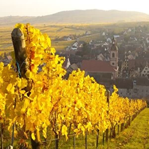 View of Riquewihr and vineyards in autumn, Riquewihr, Alsace, France, Europe