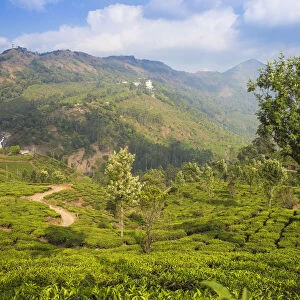 View of tea estate and Attukad Waterfalls, Munnar, Kerala, India, Asia