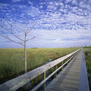 Viewing walkway, Everglades National Park, Florida, United States of America
