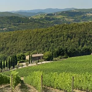 Vineyard and olive grove, Pian D Albola, Radda in Chianti, Siena Province, Tuscany