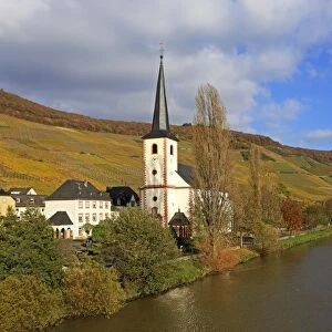 Vineyards and church near Piesport, Moselle Valley, Rhineland-Palatinate, Germany, Europe