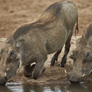 Two warthog (Phacochoerus aethiopicus) drinking, Addo Elephant National Park, South Africa