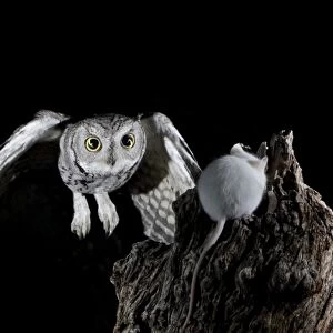 Owls Cushion Collection: Western Screech Owl