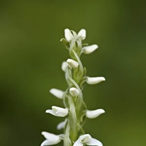 White bog orchid (Habenaria dilatata), Waterton Lakes National Park, Alberta, Canada, North America
