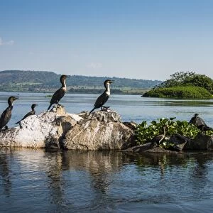 White-breasted cormorants (Phalacrocorax lucidus) sitting on a tree on a little island at the source of the Nile, Jinja, Uganda, East Africa, Africa
