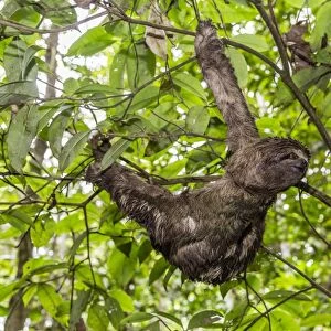 A wild brown-throated sloth (Bradypus variegatus), Landing Casual, Upper Amazon River Basin