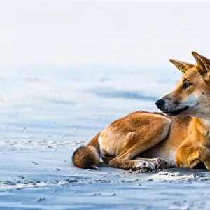 Wild dingo on Seventy Five Mile Beach, Fraser Island, Queensland, Australia, Pacific