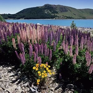 Wild lupin flowers (Lupinus) beside Lake Tekapo