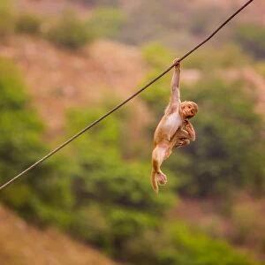 Wild monkey hanging out, Jaipur, Rajasthan, India, Asia