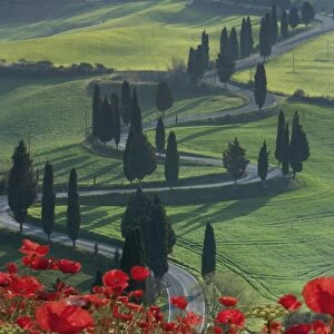Winding road and poppies, Montichiello, Tuscany, Italy, Europe