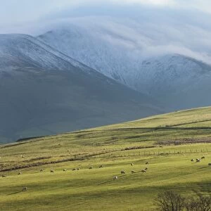 Winter clouds clinging to the Skiddaw Massif, sheep grazing on the fellside, Back o Skiddaw, Cumbria, England, United Kingdom, Europe