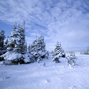Winter landscape, Hudson Bay, Manitoba, Canada, North America