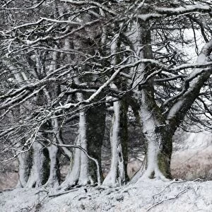 A wintry landscape on the Mynydd Epynt moorland, Powys, Wales, United Kingdom, Europe