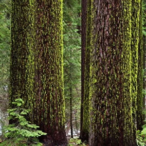 Wolf lichen (Letharia vulpina), on Sugar Pines (Pinus lambertiana), Tuolumne Grove of Giant Sequoias, Yosemite National Park, UNESCO World Heritage Site, Sierra Nevada, California, United States of America