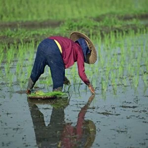 Woman planting out rice in a paddy field