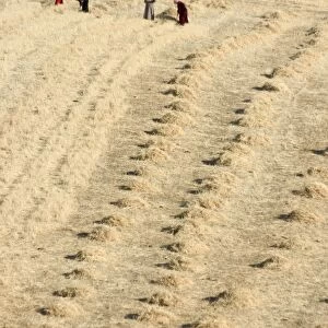 Workers harvesting field