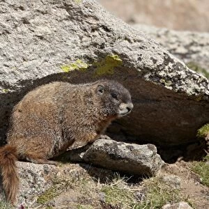 Yellow-bellied marmot (yellowbelly marmot) (Marmota flaviventris), Mount Evans, Arapaho-Roosevelt National Forest, Colorado, United States of America, North America