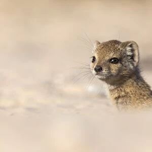 Yellow mongoose baby (Cynictis penicillata), Kgalagadi Transfrontier Park, Northern Cape, South Africa, Africa