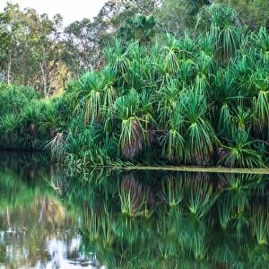 Yellow Water billabong and wetland, Kakadu National Park, UNESCO World Heritage Site
