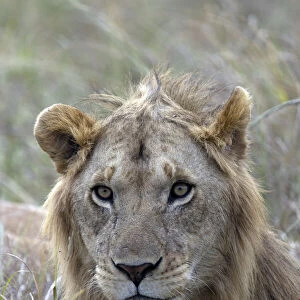 Young male lion (Panthera leo) in savanna, Masai Mara National Park, Kenya, East Africa