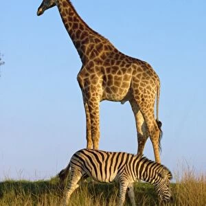 Zebra and giraffe
