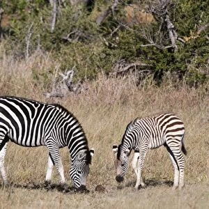 Zebra, Khwai Concession, Okavango Delta, Botswana, Africa