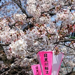 : Tokyo Cherry Blossom
