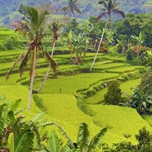 Rice terraces in Mekarsari, Bali, Indonesia