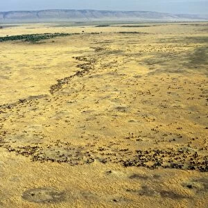 An aerial photograph of the wildebeest migration in Masai Mara