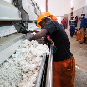 Africa, Malawi, Balaka district. Cotton processing