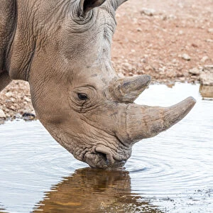 Africa, Namibia, Mariental. White Rhino drinking