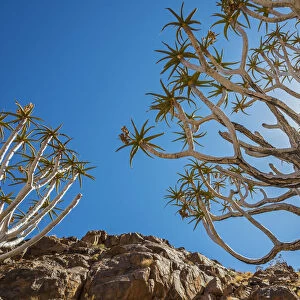 Africa, Namibia. Quiver trees in southern Namibia
