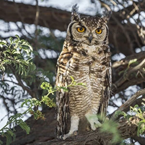 Africa, South Africa, Kgalagadi Transfrontier Park. spotted eagle-owl