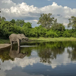 Africa, Southern Africa, Botswana, Okavango Delta, Savuti, African Elephant at Savuti