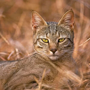 African Wild Cat, Hwange National Park, Zimbabwe