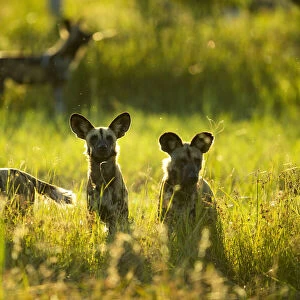 African Wild Dogs (Lycaon pictus), Savuti, Chobe National Park, Botswana, Africa