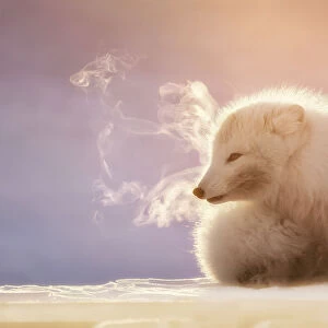 Dogs (Wild) Postcard Collection: Arctic Fox