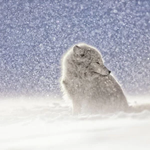 Arctic fox (Alopex lagopus) in heavy snowfall, in the abandoned Russian settlement