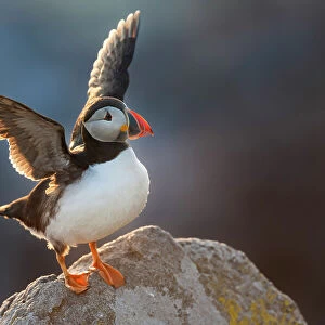 Atlantic Puffin (Fratercula arctica), stretching wings backlit in evening sunlight, Great Saltee Island, Co. Wexford, Republic of Ireland