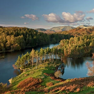 Autumn colours at Tarn Hows nearr Hawkshead, Lake District, Cumbria, England