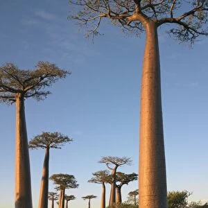The Avenue of Baobabs
