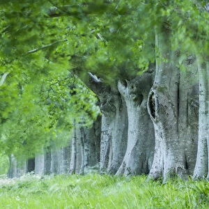 Avenue of beech (fagus sylvatica) in summer, Kingston Lacy, Wimborne, Dorset, England